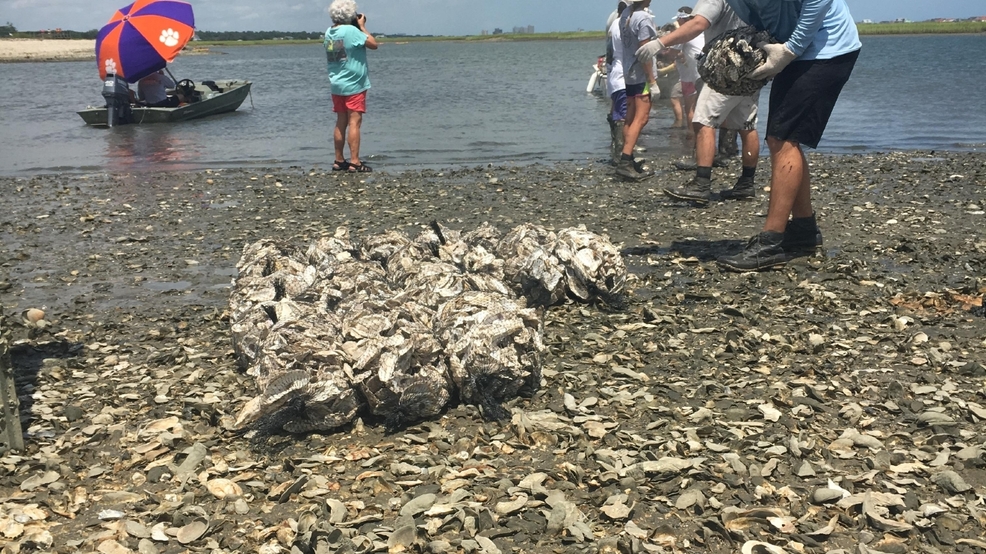 Volunteers create an oyster reef habitat in Murrells Inlet WPDE