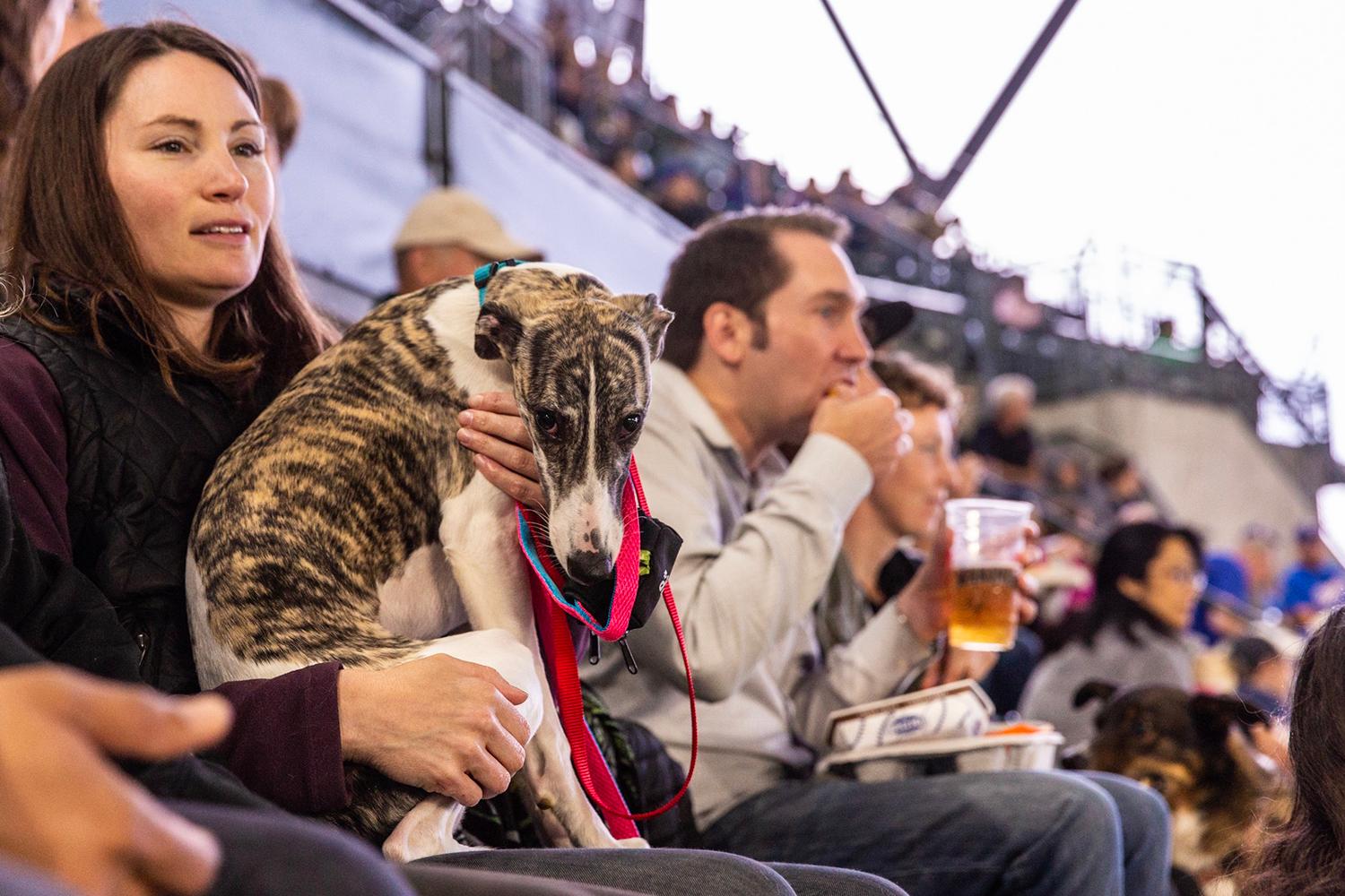 Photos Dogs steal the spotlight at Mariners' first Bark at the Park of