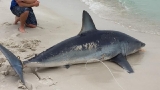 Military fishing team snags 10-foot mako shark offshore in Navarre, Fla.