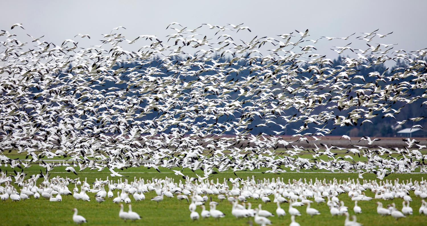 Photos Thousands of snow geese migrate from Siberia & Alaska to Skagit