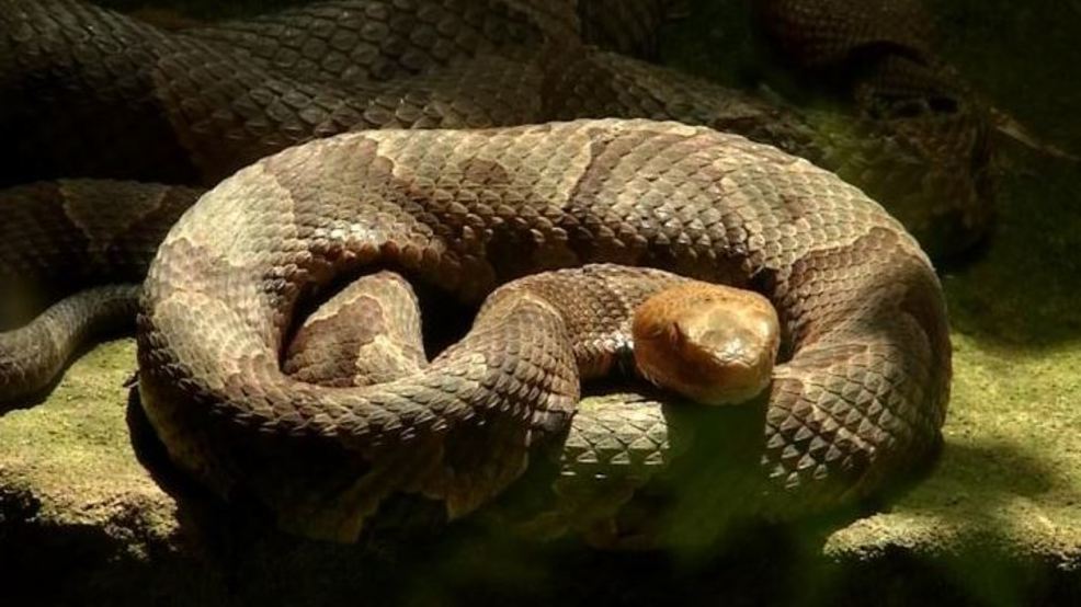 Copperhead hiding under couch bites West Virginia man WJAC