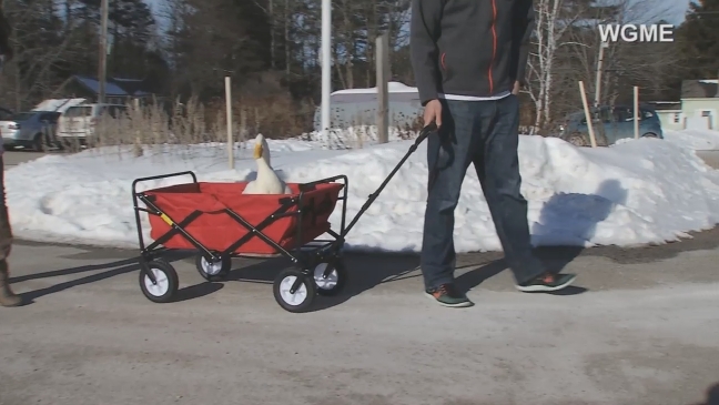 DIRIGO STORIES: Girl's friendship with pet duck goes viral