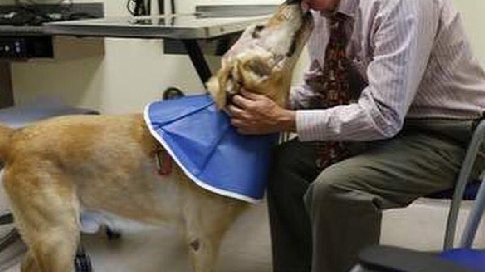 EXCLUSIVE Meet a Labrador and his clones; you won't believe how much