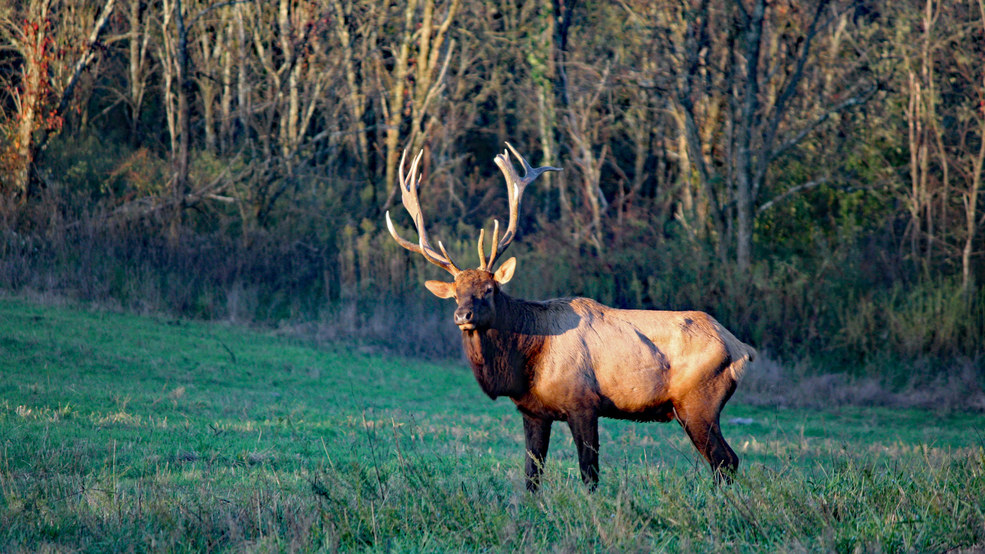 Tennessee elk hunt raffle begins again WTVC