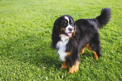 bernese mountain dog and cavalier mix