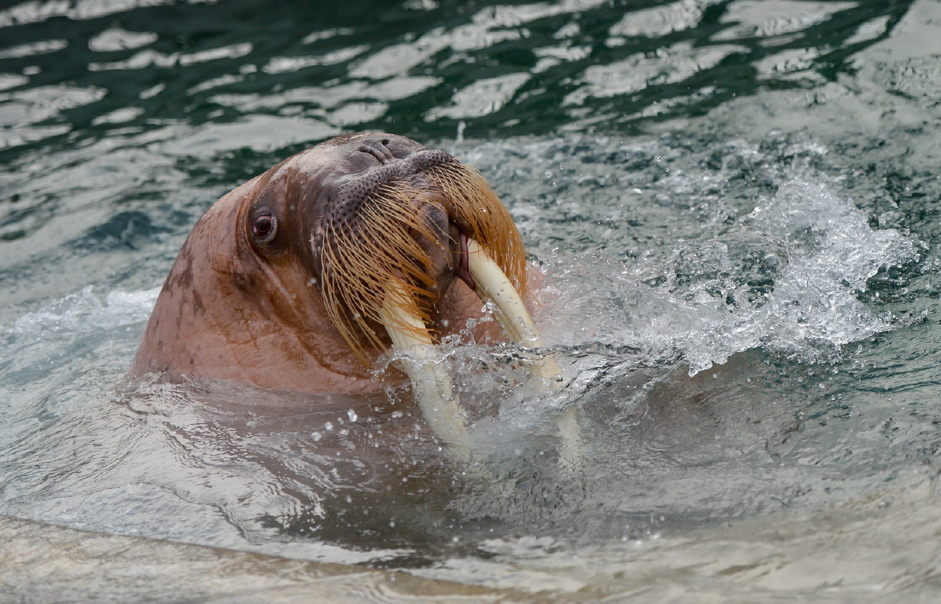 Photos: This is what a 3,650-pound walrus looks like | Seattle Refined