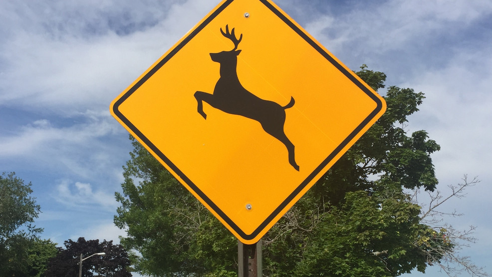 Watch out for deer on Wisconsin roadways this time of year WLUK