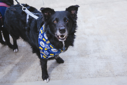 seattle mariners dog jersey