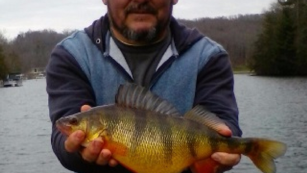 New state record yellow perch being verified by TWRA WTVC