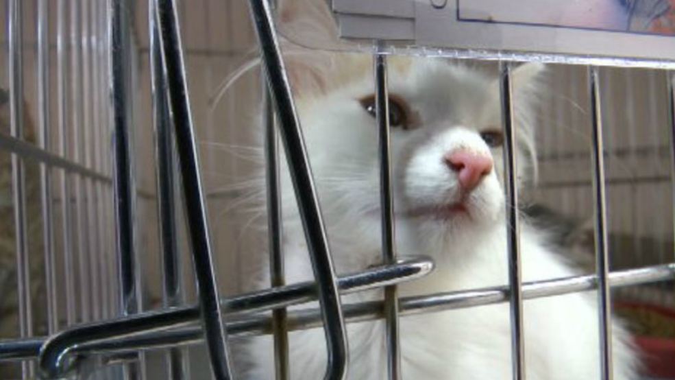 animal services of the mesilla valley