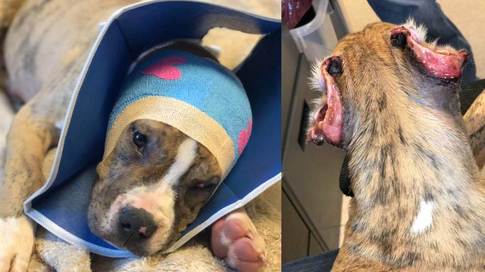 BARCS Dog mutilated, ears cut off in NE Baltimore WBFF