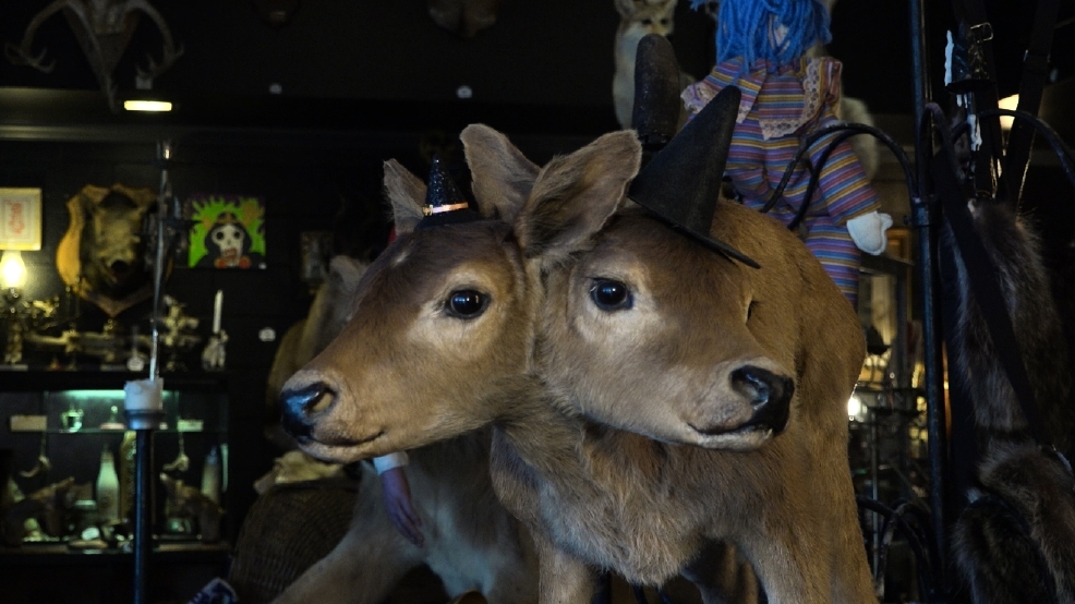 This Nashville haunt proves why ‘every oddity shop needs a two-headed calf’ (Circa) Edit_v4.00_00_21_25.Still001.jpeg