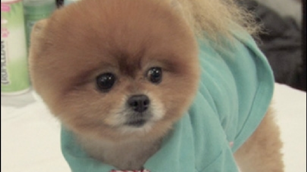 130211_pet_fashion.jpg