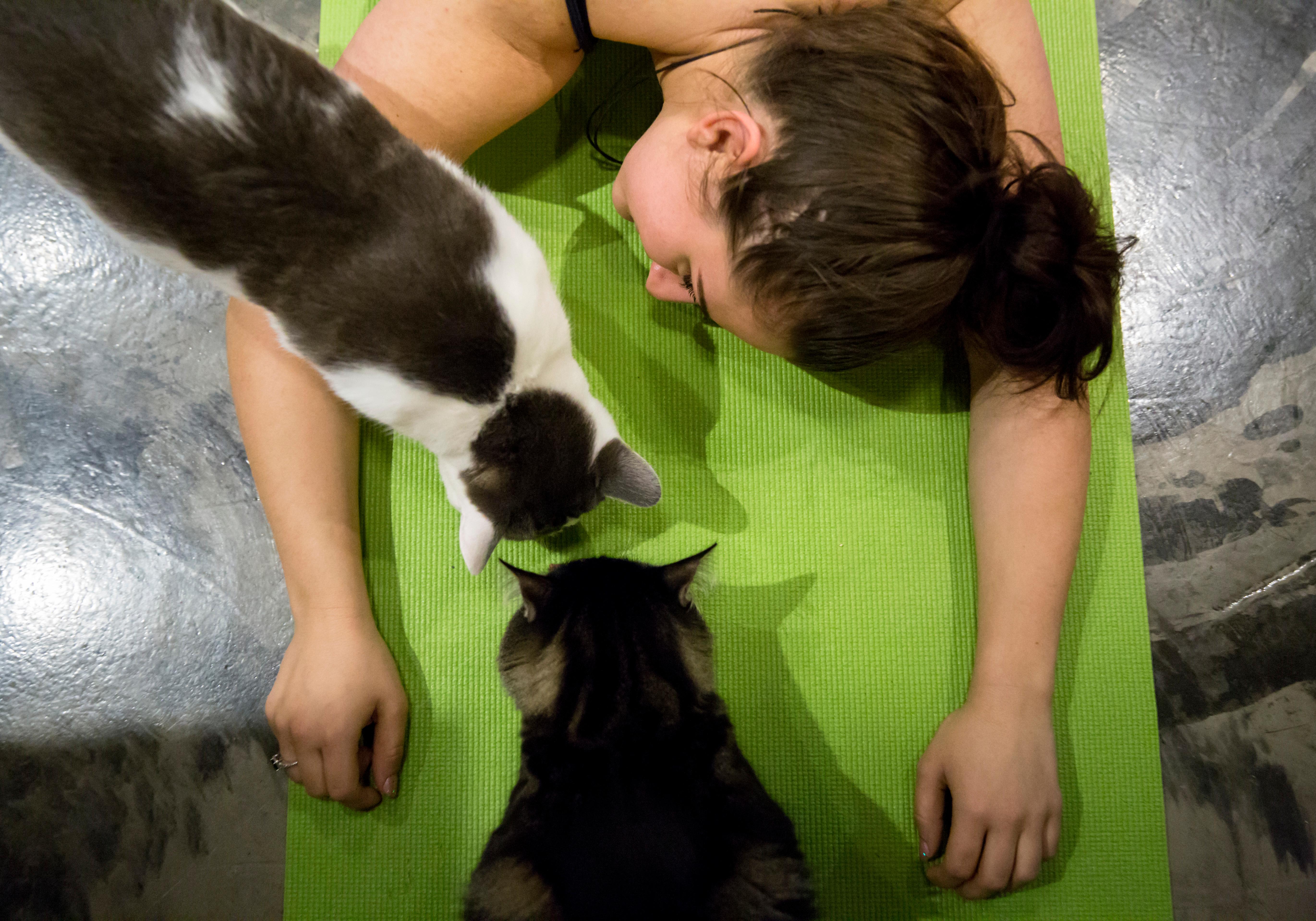 Photos Feline Flow Cat Yoga At Seattle Meowtropolitan Seattle Refined