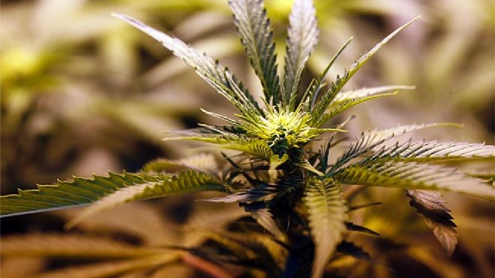 130306_Legal_Pot_5.jpg