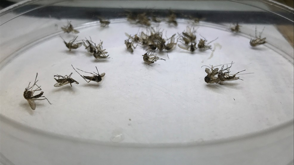 'Mosquito hunters' in Southern Utah are working double time to handle