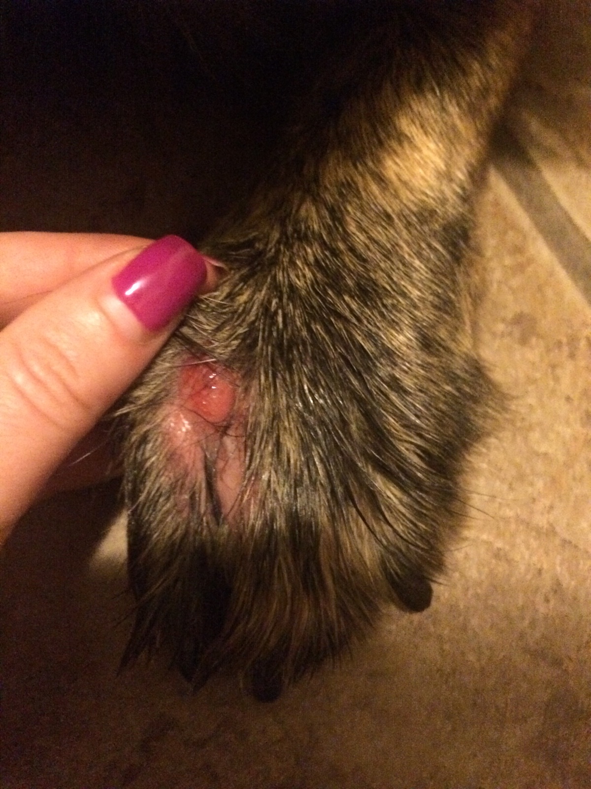 foxtail paw outbreak of foxtail leads to rise in pet injuries kvii foxtail paw outbreak of foxtail leads to rise in pet injuries kvii