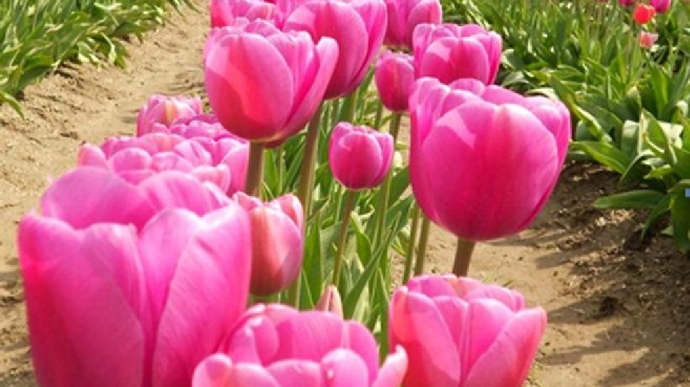 2012_May_Flowers18.jpg_BIM.jpg