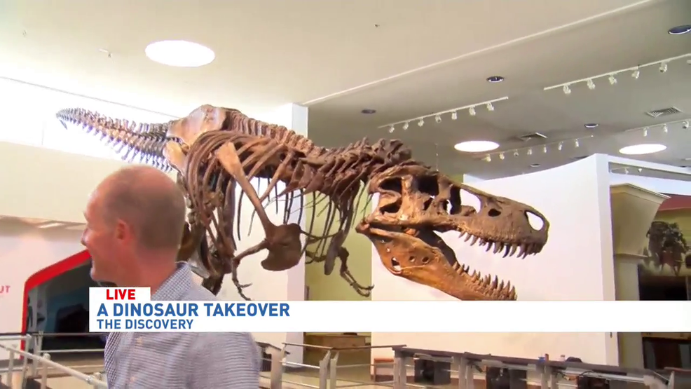 sue t rex discovery