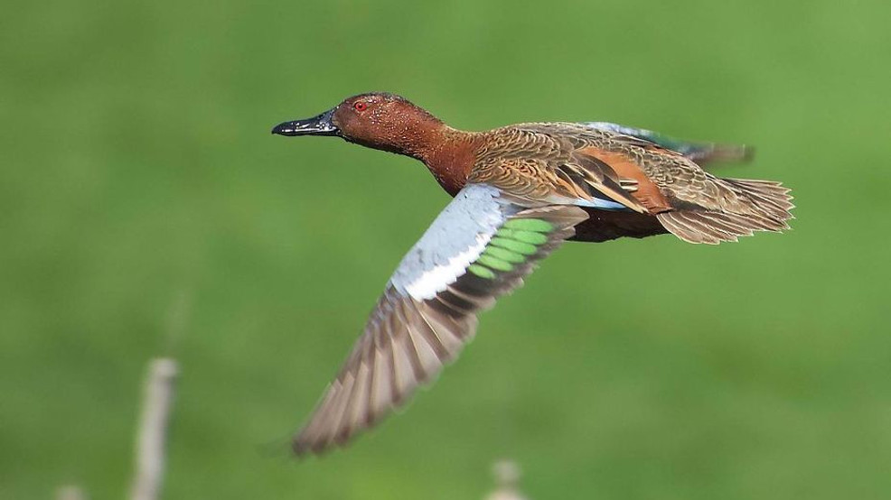 Wildlife of Western Oregon: A gallery of your photos | KVAL