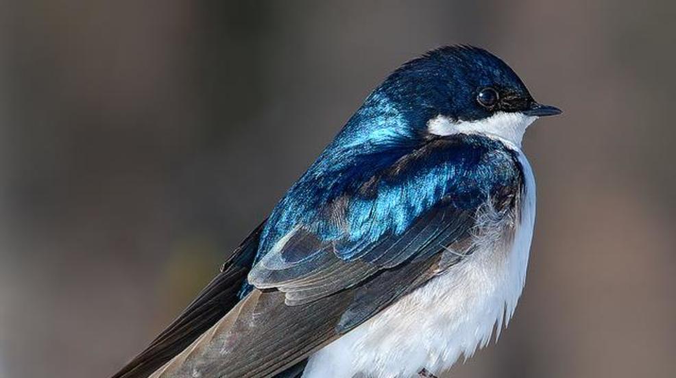 Where have the birds gone? WGME