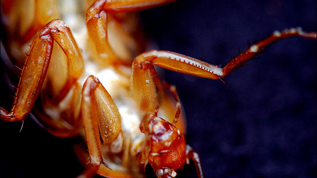 May 6: Woman finds roach in ear, premature NBA confetti drop, new coaster in Ohio