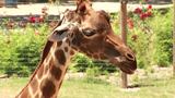 Abilene Zoo to build another shady spot for giraffes
