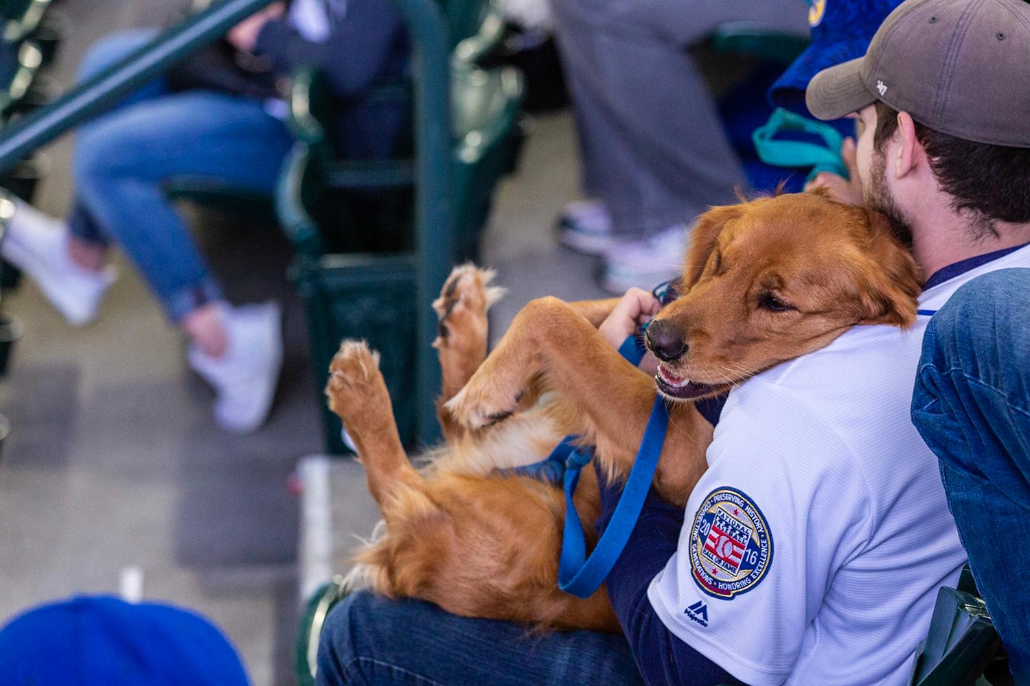 Photos Dogs steal the spotlight at Mariners' first Bark at the Park of