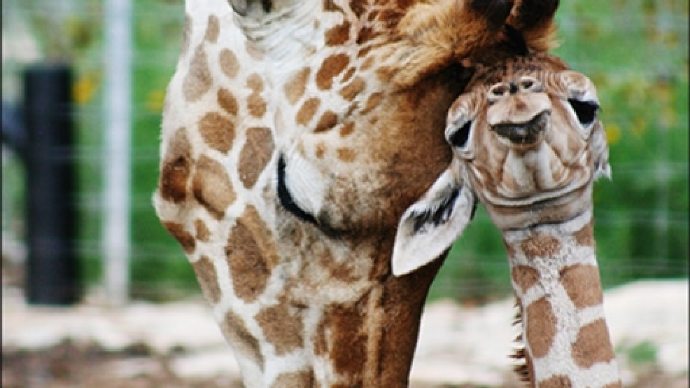 Rare twin giraffes born in Central Texas KOMO