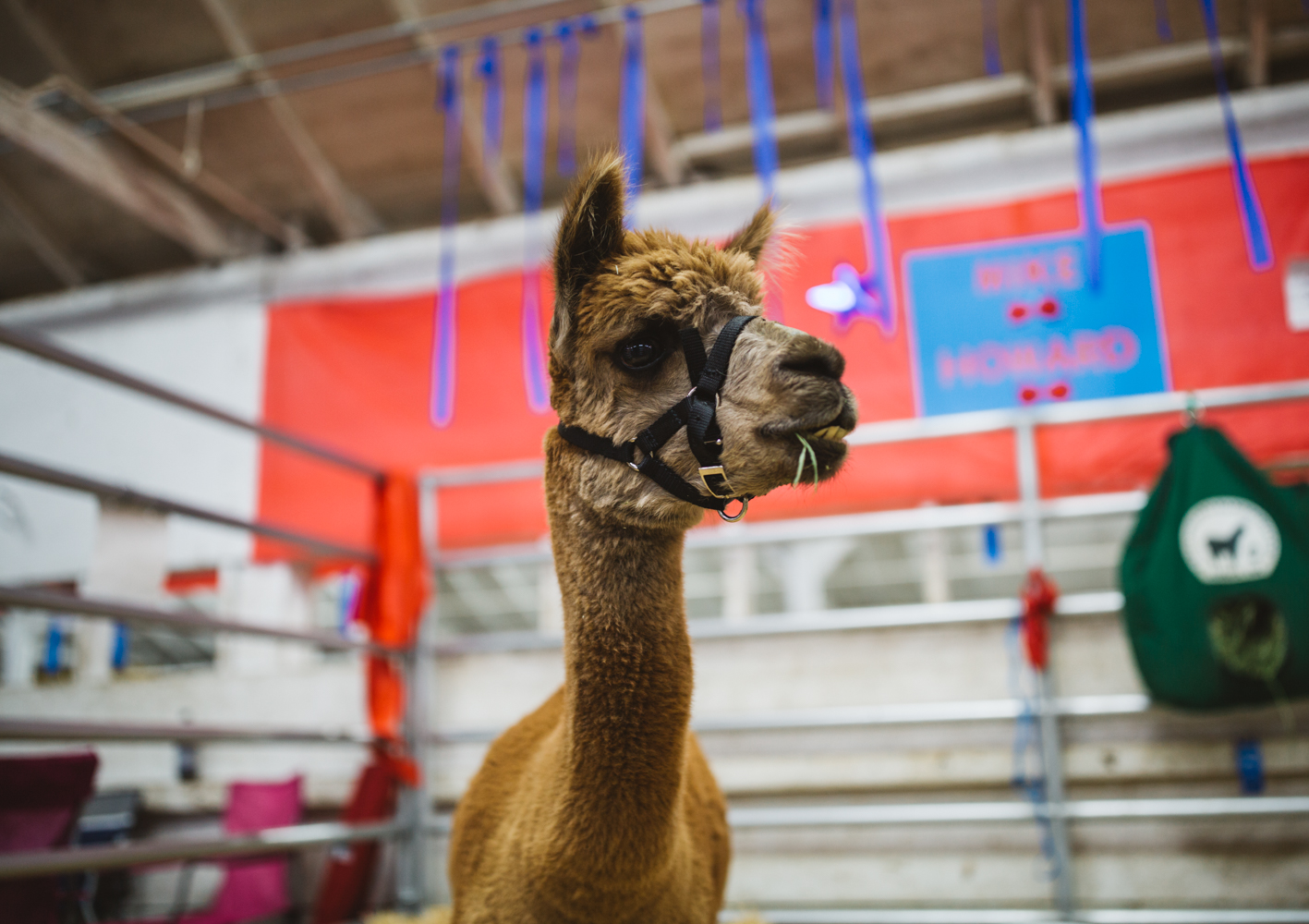 photos-we-found-the-cutest-animals-at-the-washington-state-fair