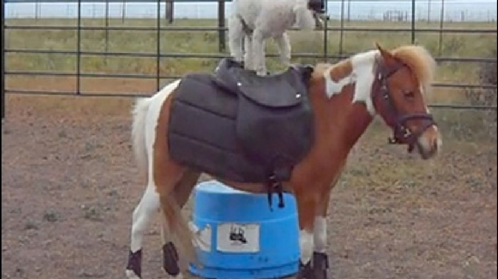 130318_poodle_pony.jpg