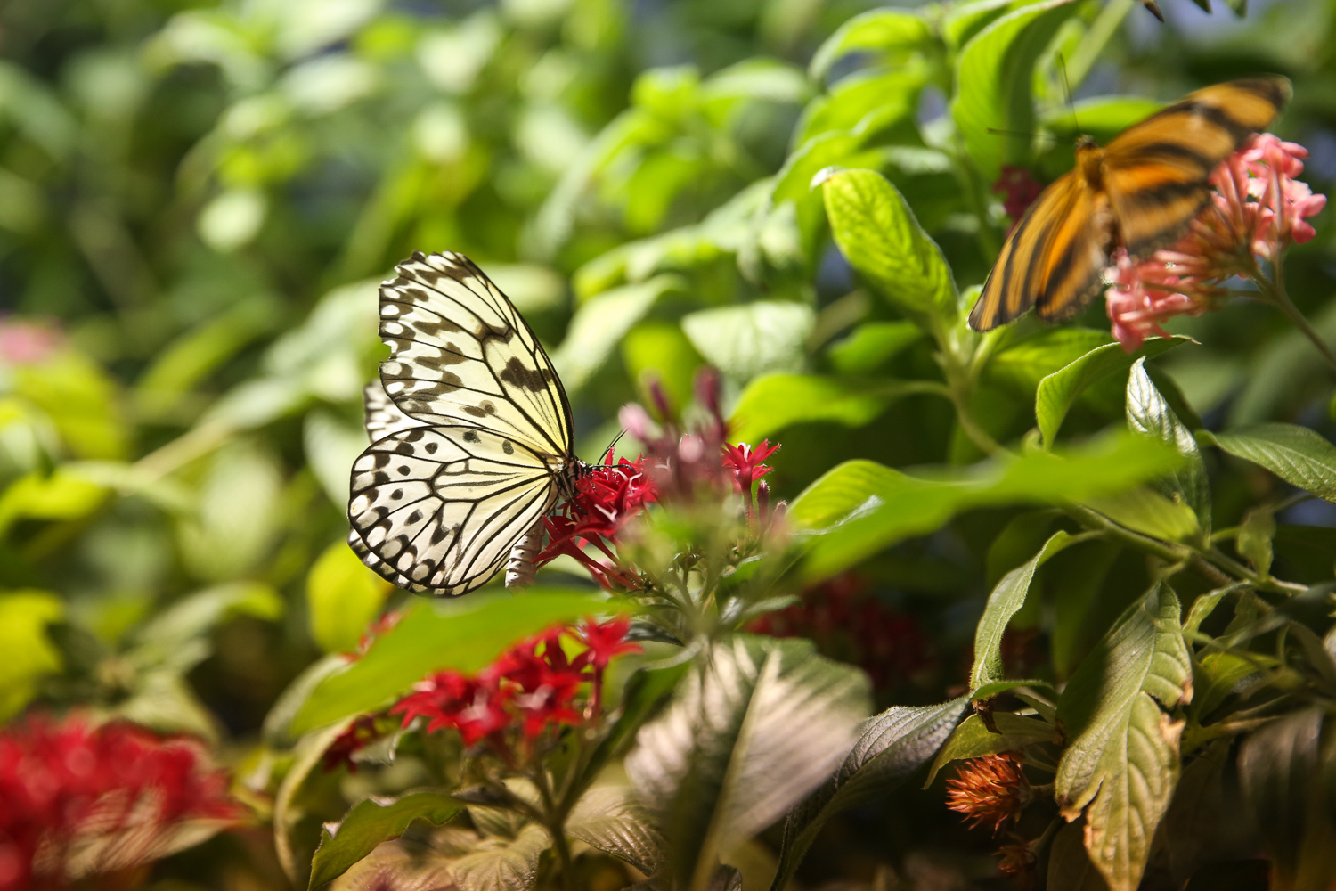 butterfly-exhibition-held-at-natural-history-museum-of-los-angeles