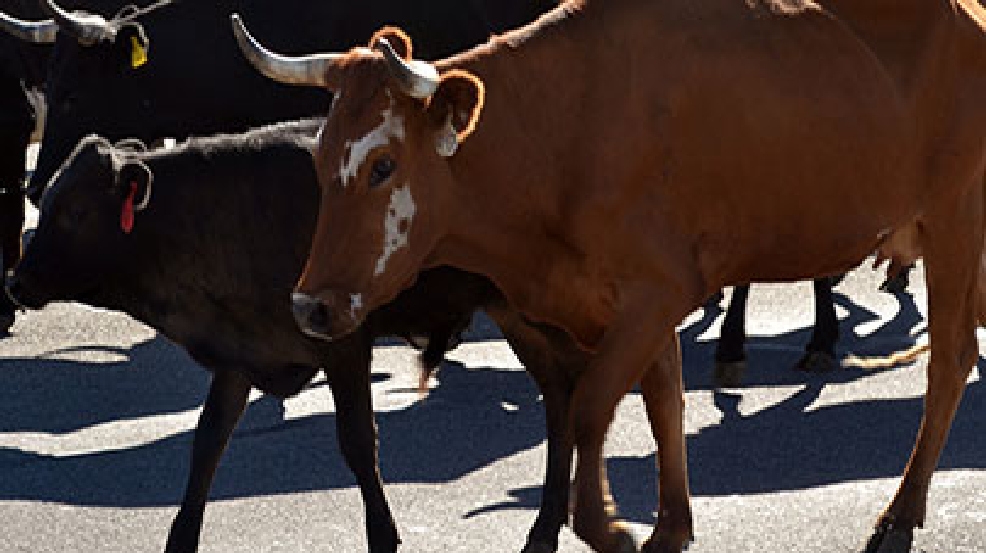 Dead, malnourished cattle found in Hermiston, Oregon KEPR