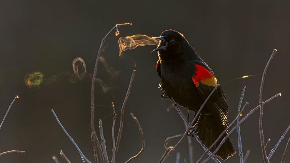 A bird blowing 'smoke rings' in Fairfax County has won the Audobon