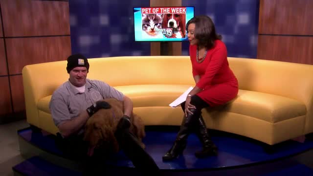 Pet of the Week: Honey 