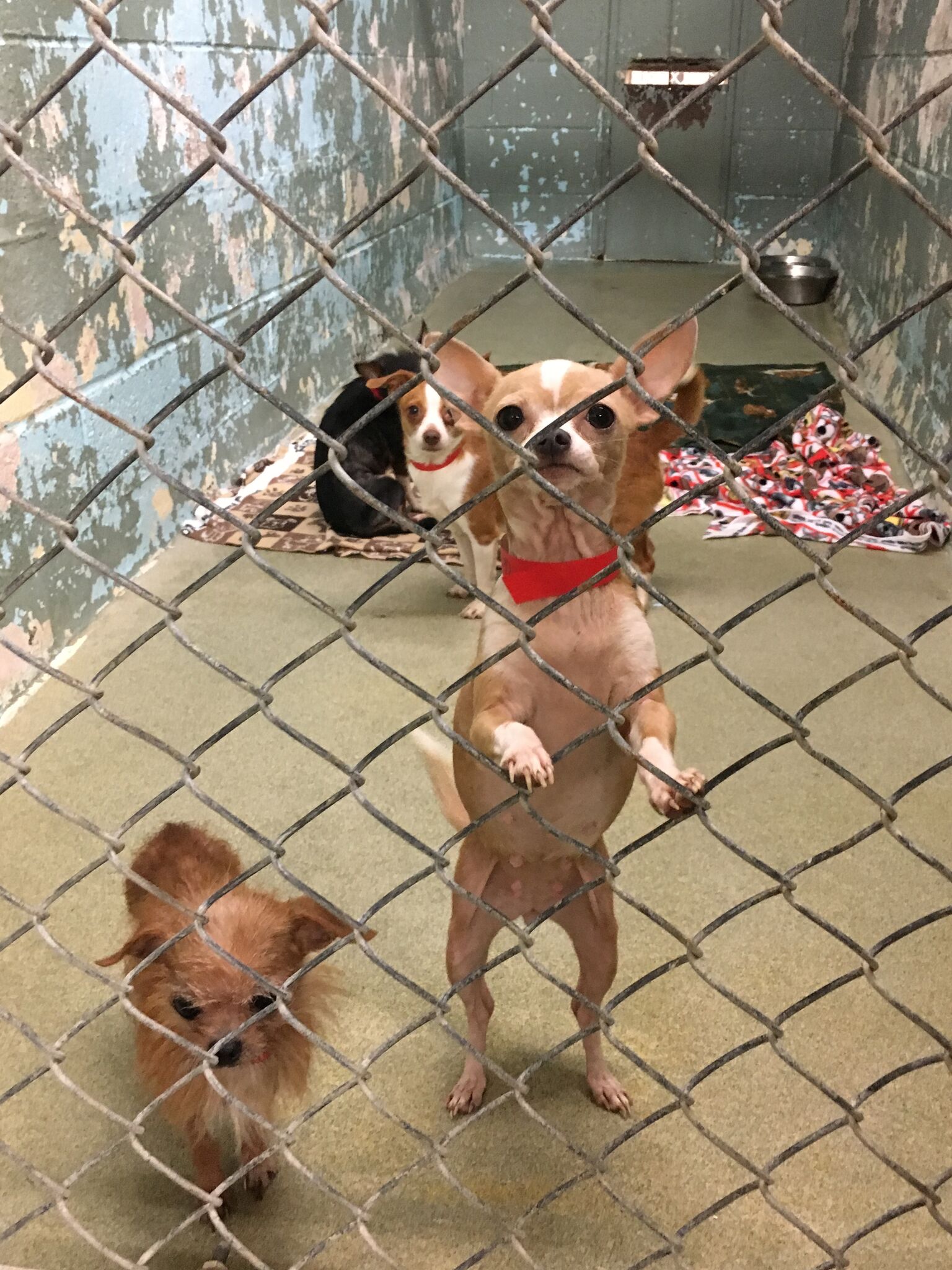 98-small-dogs-released-to-greenhill-humane-society-kmtr