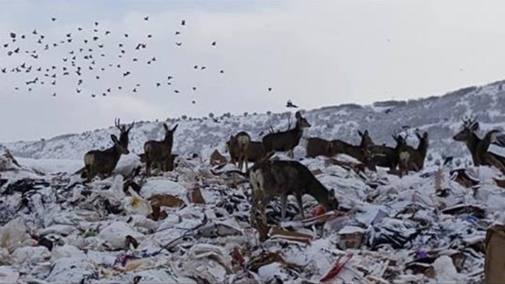 30 dead deer found at Utah landfill starved, died of disease KUTV