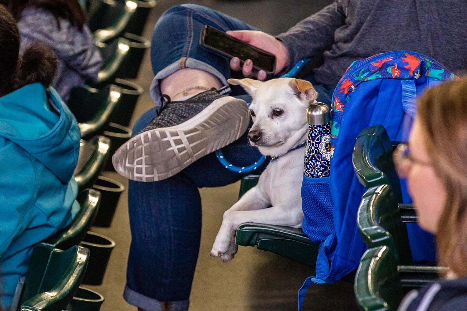 Photos Dogs steal the spotlight at Mariners' first Bark at the Park of