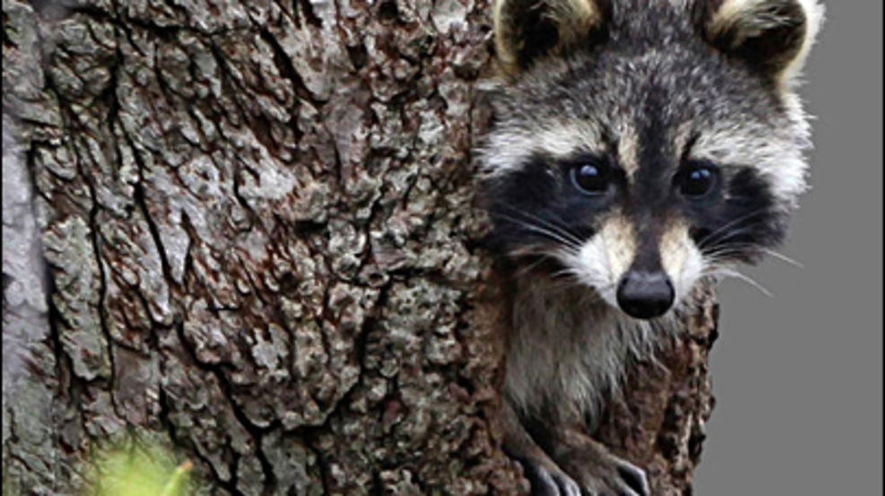Several cases of 'serious' canine distemper disease in raccoons