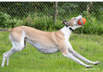 gpi greyhound