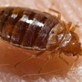 Learn the 'bed bug drill' before your next vacation stay