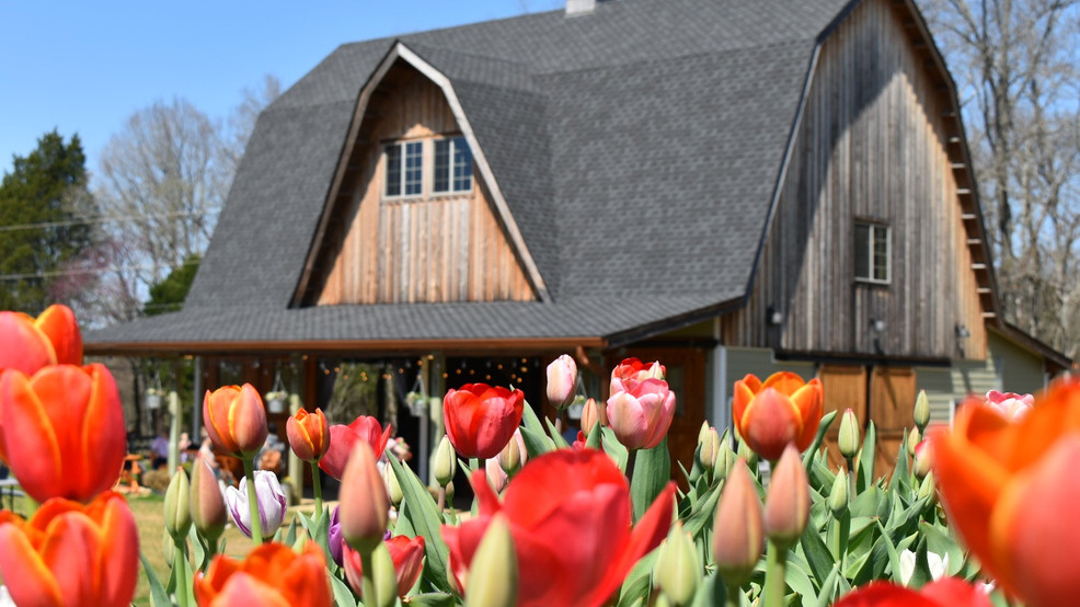 Pick your own bouquet of tulips at this Tennessee family farm WFLI