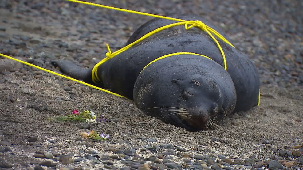 Necropsies reveal 2 more sea lions were shot | KVAL