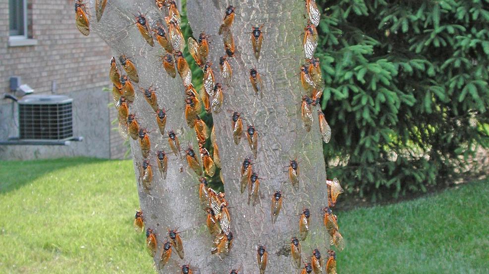 Free App Allows Tracking Of 19 Cicada Brood Wjac