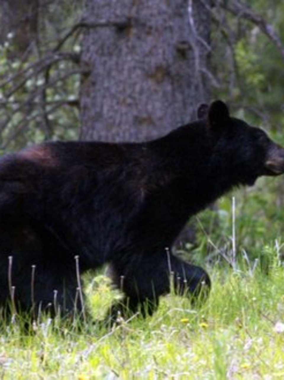 bear steals dog food