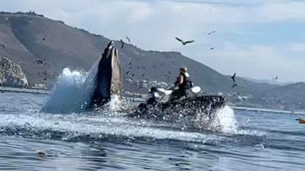 Humpback whale almost swallows kayakers in California WKRC