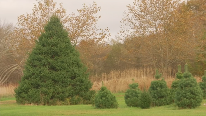 At The Mercy Of Mother Nature Clarks Christmas Tree Farm Will Sit Out 2020 Wjar