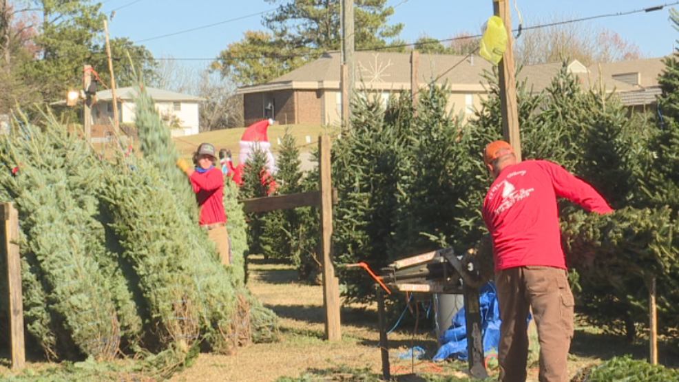 Live Christmas tree farmers shopping early for the best quality WBMA
