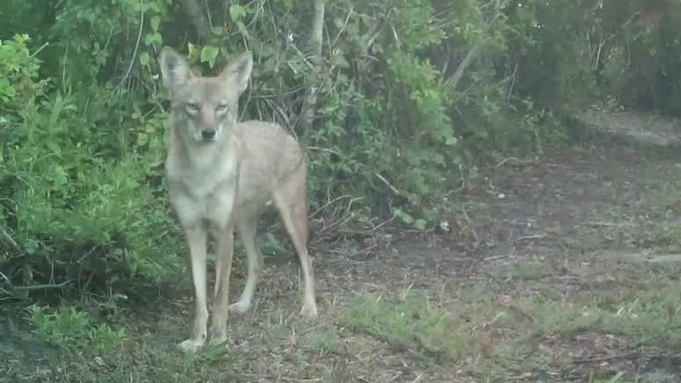 Six coyotes removed from Joint Base Charleston near housing areas | WCIV