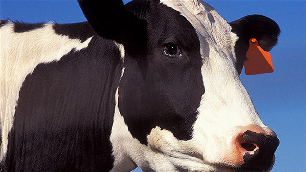 Polish cow on the run for 2 years is finally caught WLUK